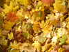 autum leaves