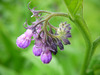 comfrey