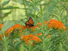 monarch butterfly on Asclepias tuberosa (butterfly weed)