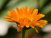 calendula flower