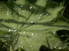 ladies mantle