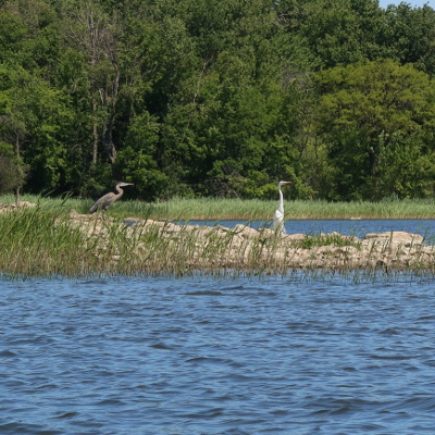 2021-06-17_1122-959-kayak-tour-dowker-herons_sq.jpg