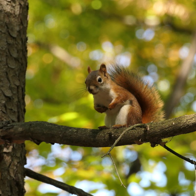 2020-10-04_1250-495-morgan-arboretum-walk-squirrel_sq.jpg